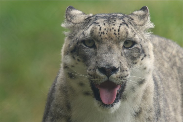 Snow Leopard 0807